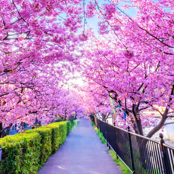 NHẬT: TOKYO - KYOTO - OSAKA (MÙNG 2, MÙNG 8 TẾT AL 26)